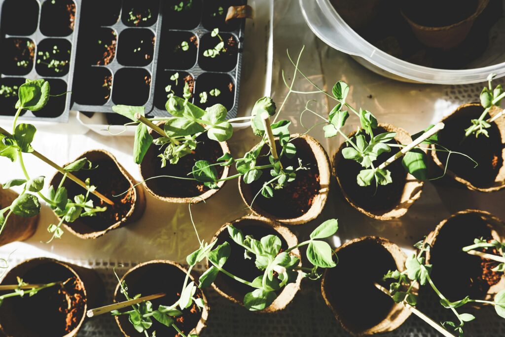 Seasonal Garden Reset in Mpumalanga: Preparing Your Beds for Spring After Winter Cleanup